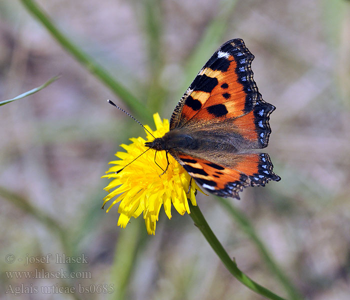 Aglais urticae Small Tortoiseshell Mountain