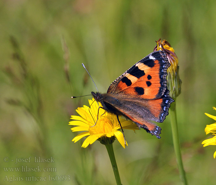 Aglais urticae Nokkosperhonen