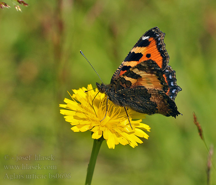 Aglais urticae Petite Tortue