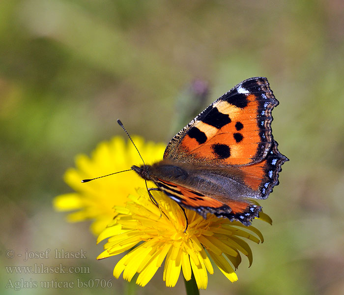 Aglais urticae Kis rókalepke