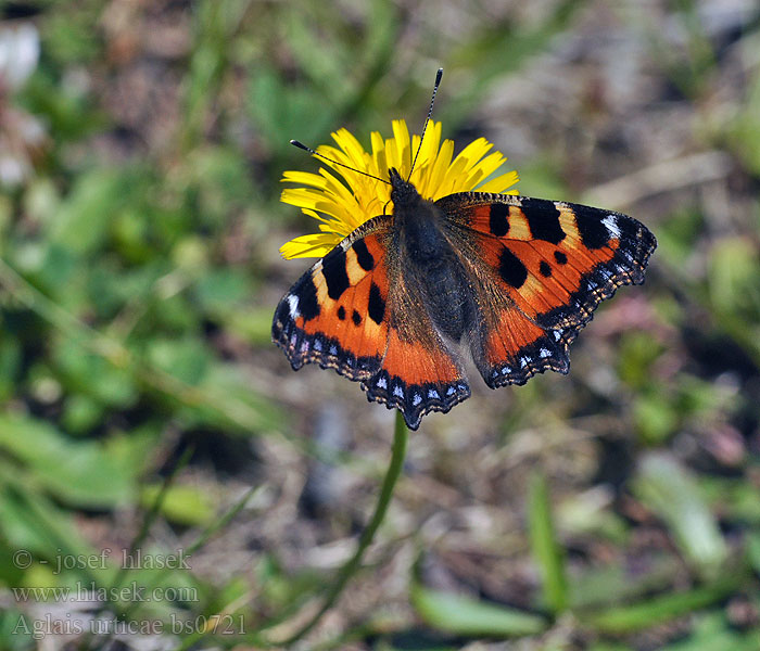 Aglais urticae Kleiner Fuchs