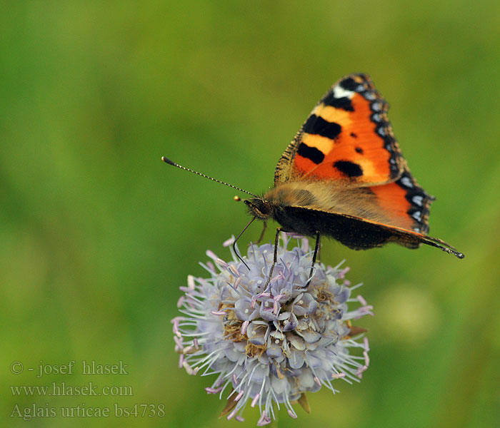 Aglais urticae Rusałka pokrzywnik