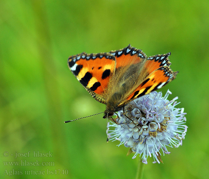 Aglais urticae Babočka kopřivová