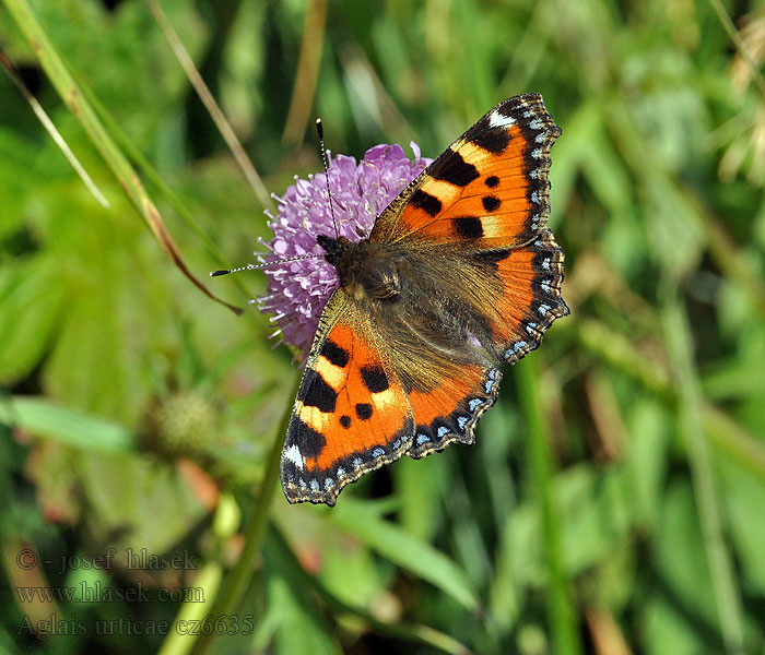 Aglais urticae