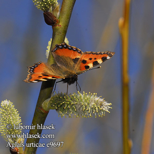 Aglais urticae Small Tortoiseshell Kleiner Fuchs