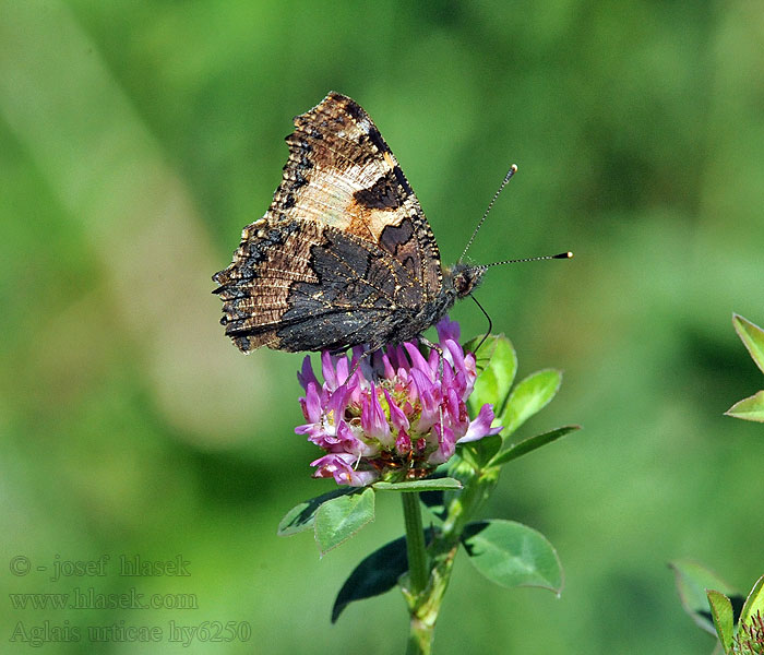 コヒオドシ Aglais urticae