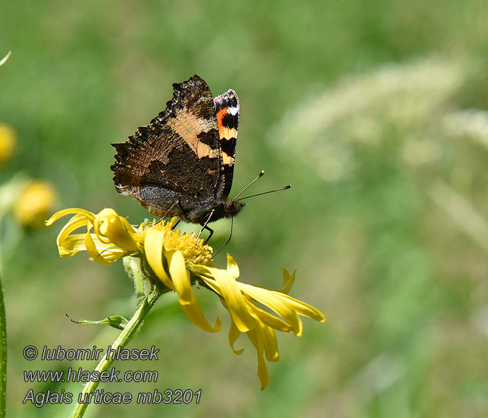 Babočka kopřivová Aglais urticae