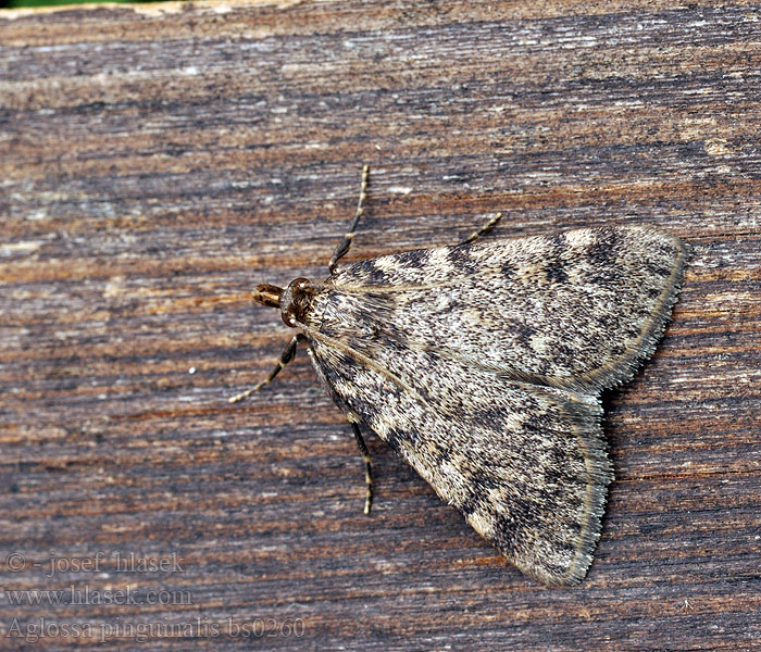 Aglossa pinguinalis Large Tabby Vijačka lojová Vetmot