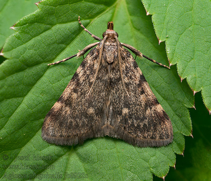 Fettzünsler Aglossa pinguinalis