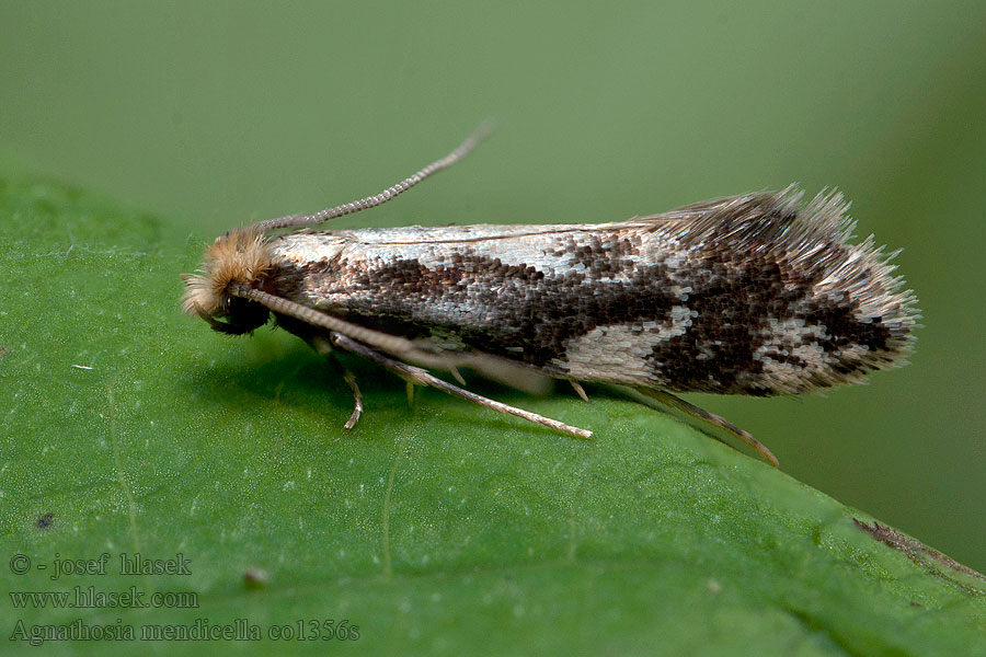 Agnathosia mendicella Tiggarsvampmal