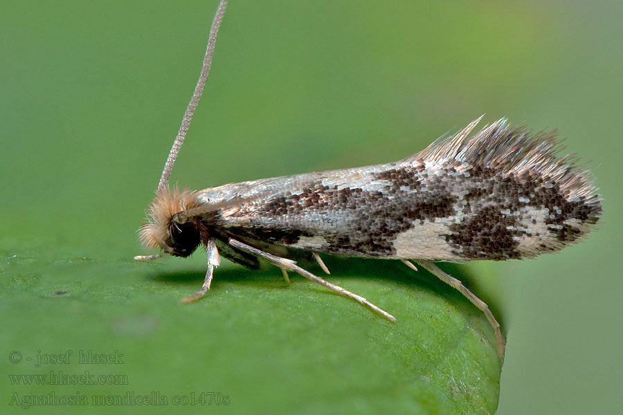 Agnathosia mendicella