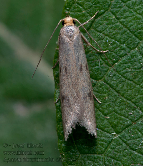 Agnoea flavifrontella Pseudatemelia Försommartubmal