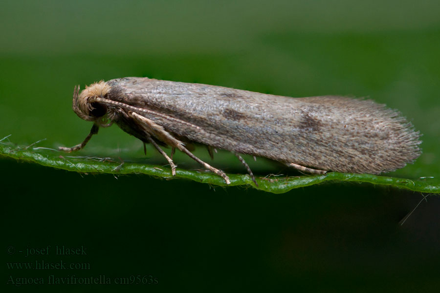 Pseudatemelia flavifrontella