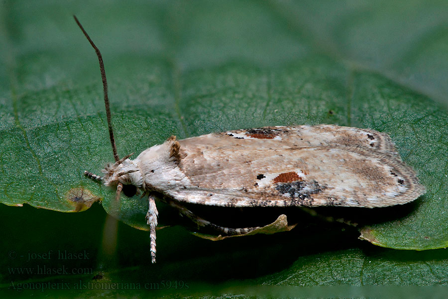 Agonopterix alstromeriana Plochuška pestrá