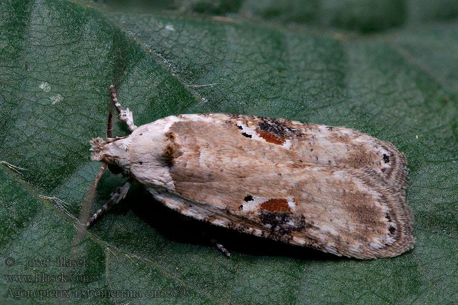 Weiße Plattleibfalter Hemlock moth Ploskáč bolehlavový