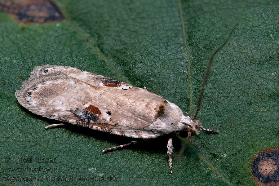 Plochuška pestrá Agonopterix alstromeriana