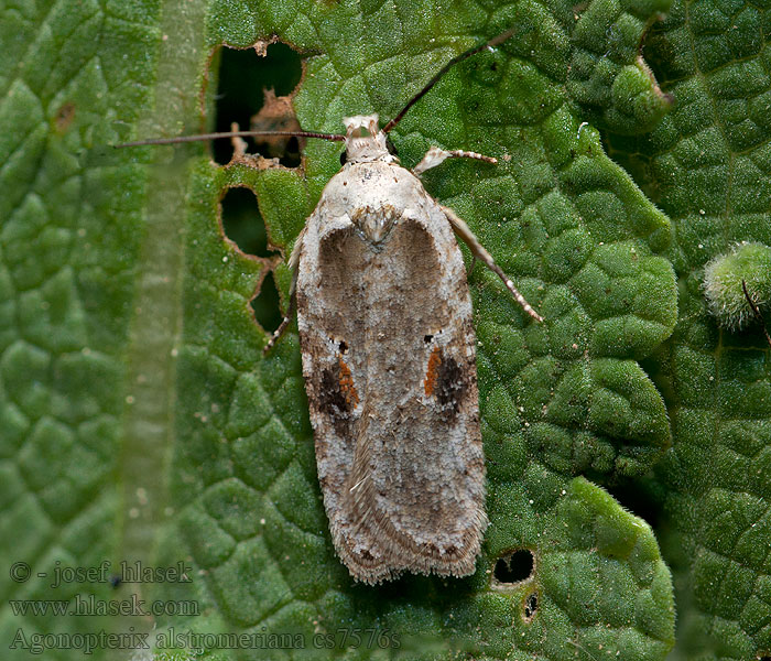 Agonopterix alstromeriana
