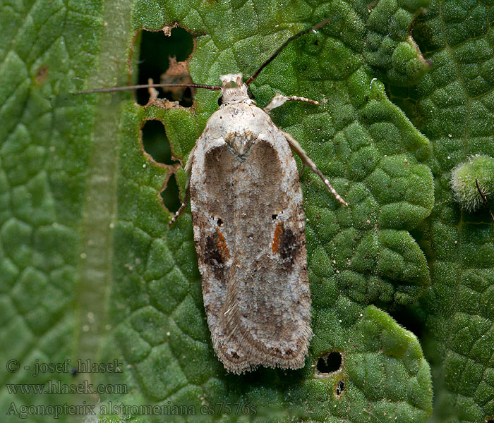 Agonopterix alstromeriana