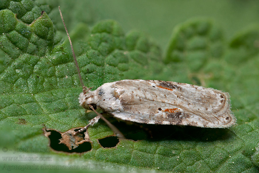 Agonopterix alstromeriana