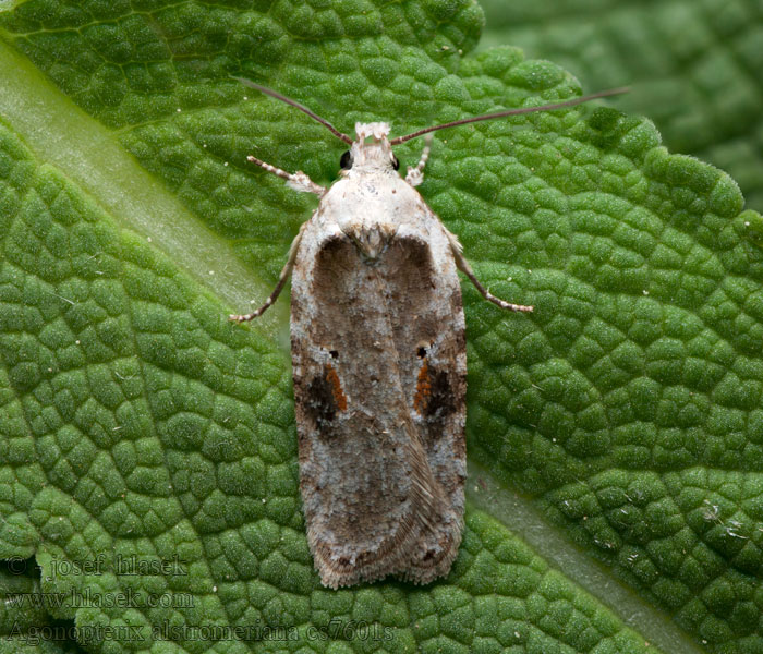 Agonopterix alstromeriana