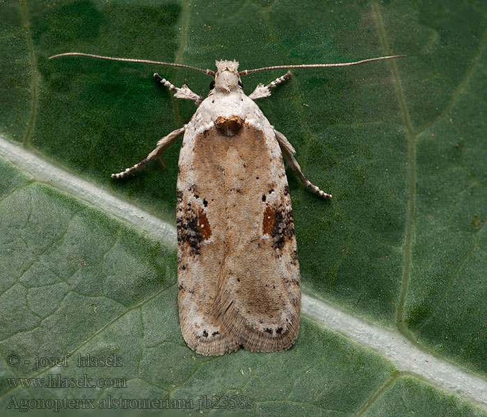 Agonopterix alstromeriana