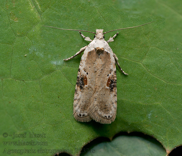 Agonopterix alstromeriana