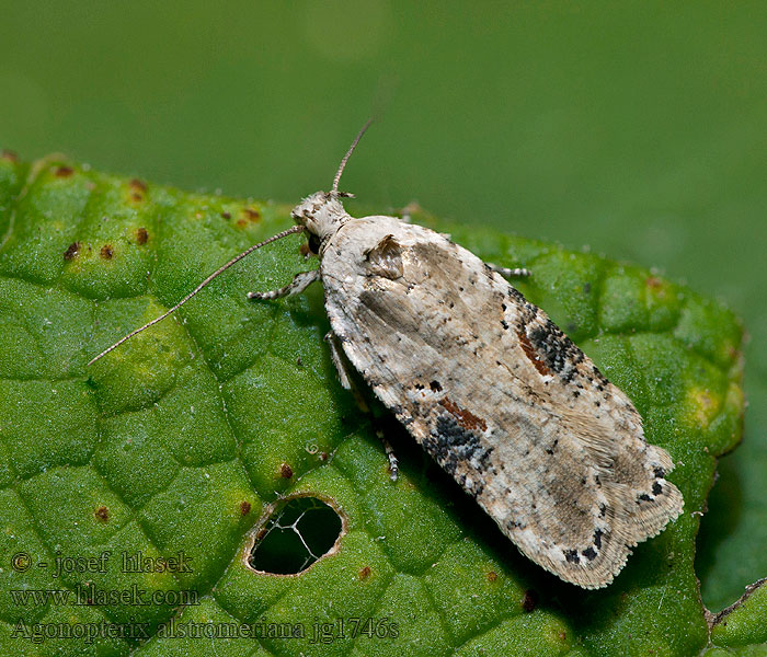 Plochuška pestrá Agonopterix alstromeriana