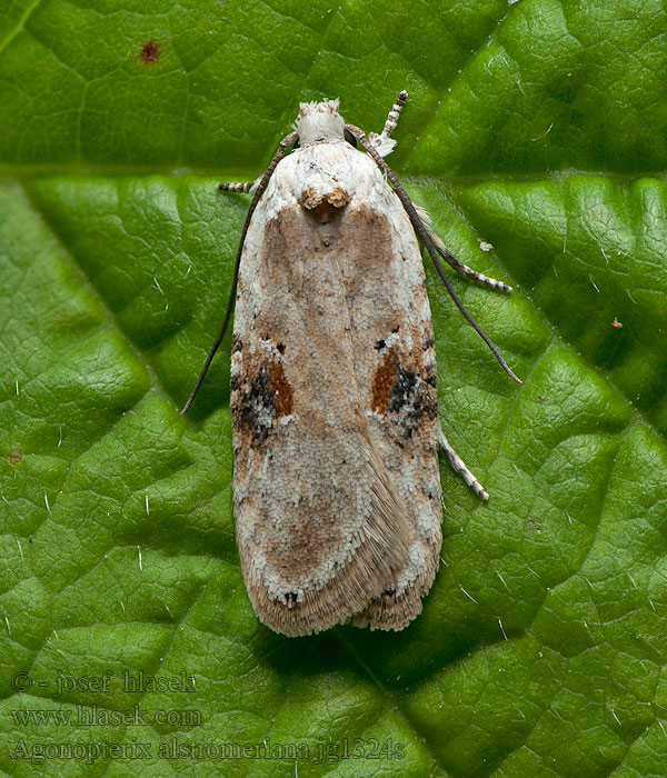 Плоская моль болиголовая Agonopterix alstromeriana