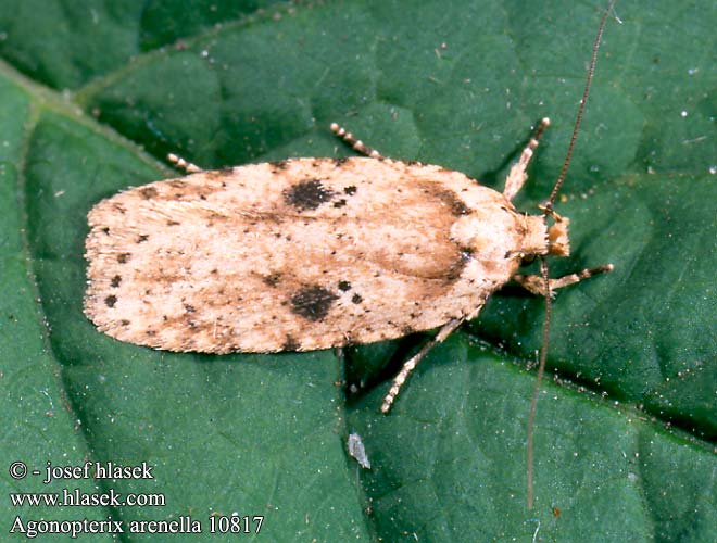 Agonopterix arenella Plochuška lopuchová Brindled Flat-body