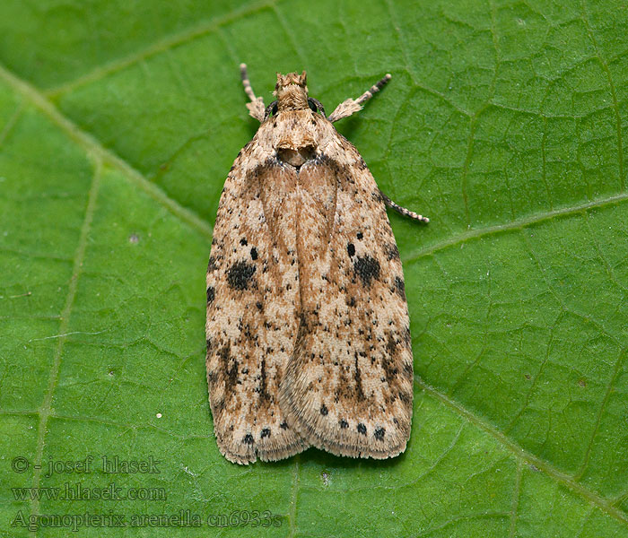 Agonopterix arenella Ploskáč lopúchový Моль плоская васильковая