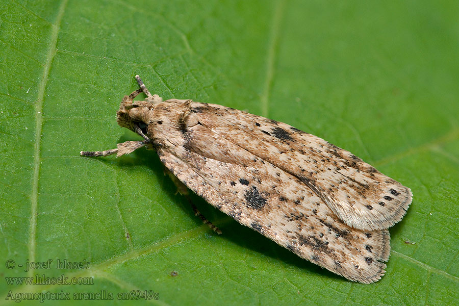 Agonopterix arenella Bleke kaartmot Ördögszem-laposmoly