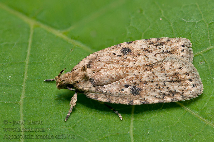 Plochuška lopuchová Agonopterix arenella