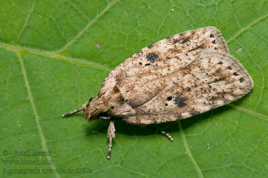 Brindled Flat-body Agonopterix arenella