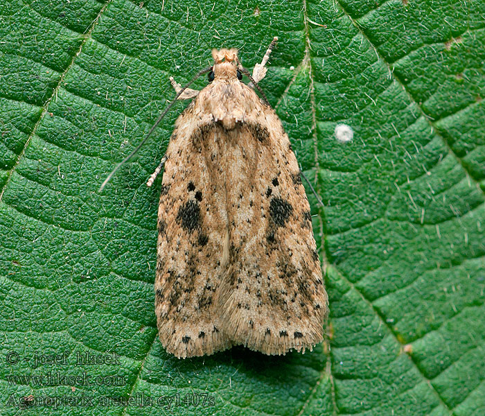 Agonopterix arenella Plochuška lopuchová Brindled Flat-body