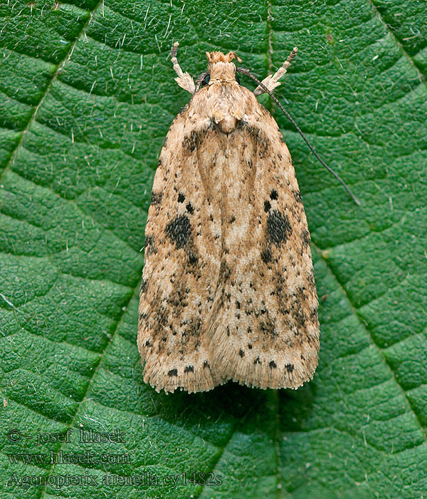 Agonopterix arenella Ploskáč lopúchový Моль плоская васильковая