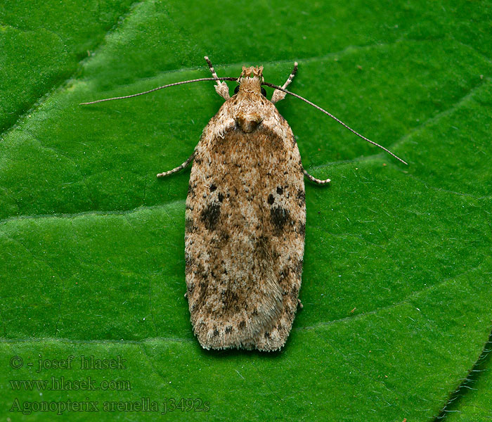 Ploskáč lopúchový Agonopterix arenella