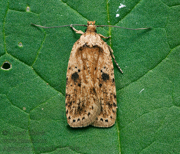 Моль плоская васильковая Bleke kaartmot Agonopterix arenella