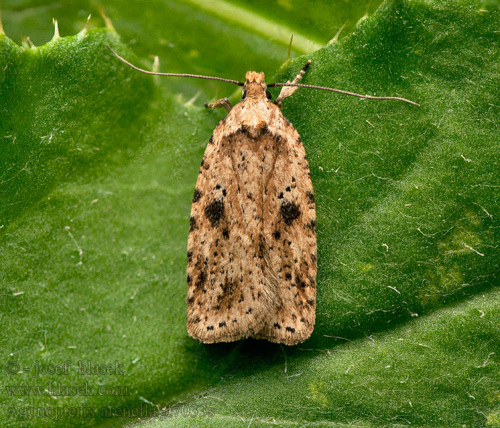 Ploskáč lopúchový Моль плоская васильковая Agonopterix arenella
