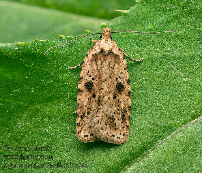 Plochuška lopuchová Brindled Flat-body Agonopterix arenella