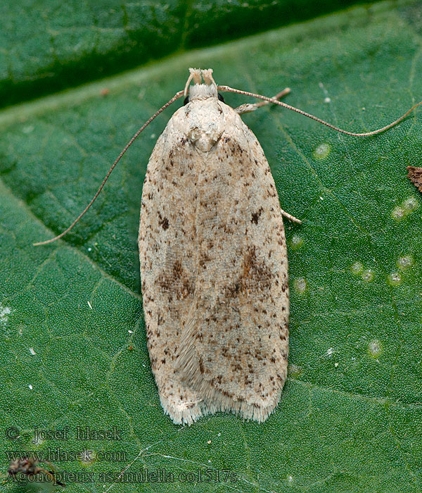 Agonopterix assimilella Ploskáč prútnatcový Gele bremkaartmot