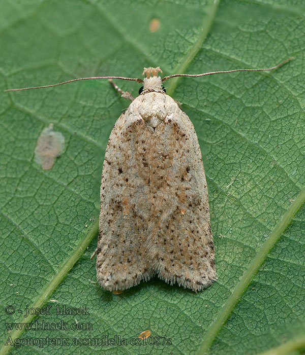 Agonopterix assimilella Seprőzanót-laposmoly Harrisskottplattmal