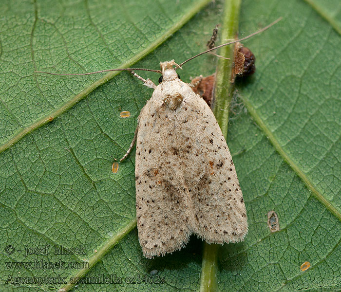 Agonopterix assimilella Sommergyvelfladmøl