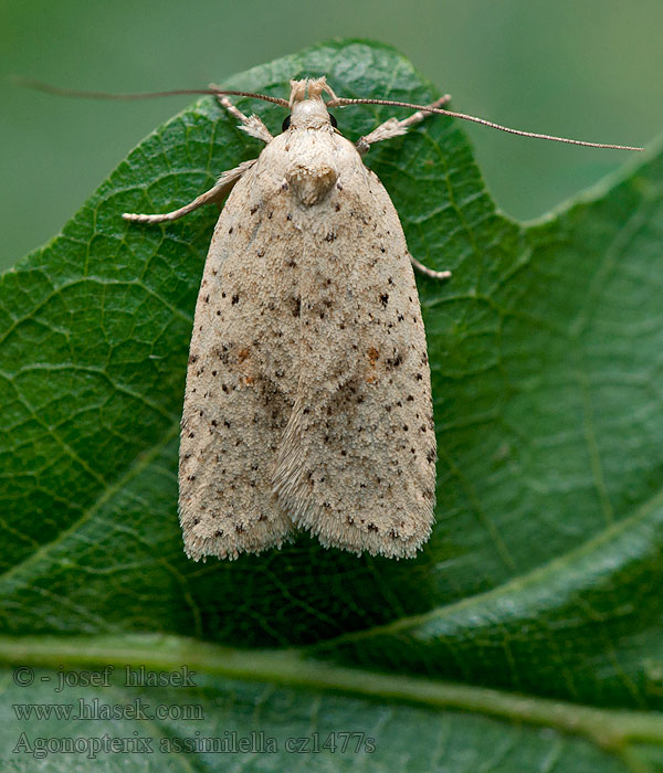 Agonopterix assimilella