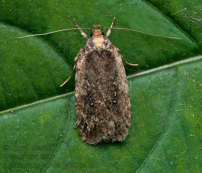 Agonopterix ciliella Plochuška bolševníková Ploskáč veľký Bonte kaartmot Nagy laposmoly Fransplattmal