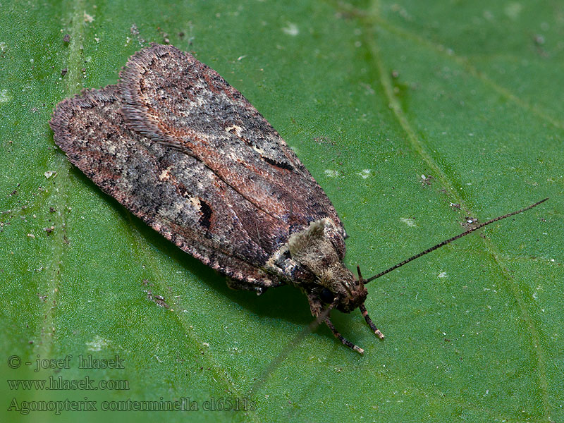 Agonopterix conterminella Sallow Flat-body Ploskáč rakytový