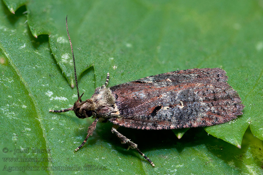 Agonopterix conterminella Wilgenkaartmot Fűz laposmoly Videplattmal