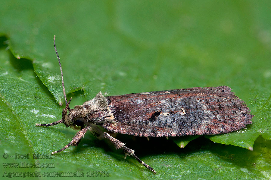 Agonopterix conterminella