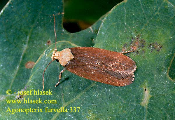 Plochuška třemdavová Agonopterix furvella