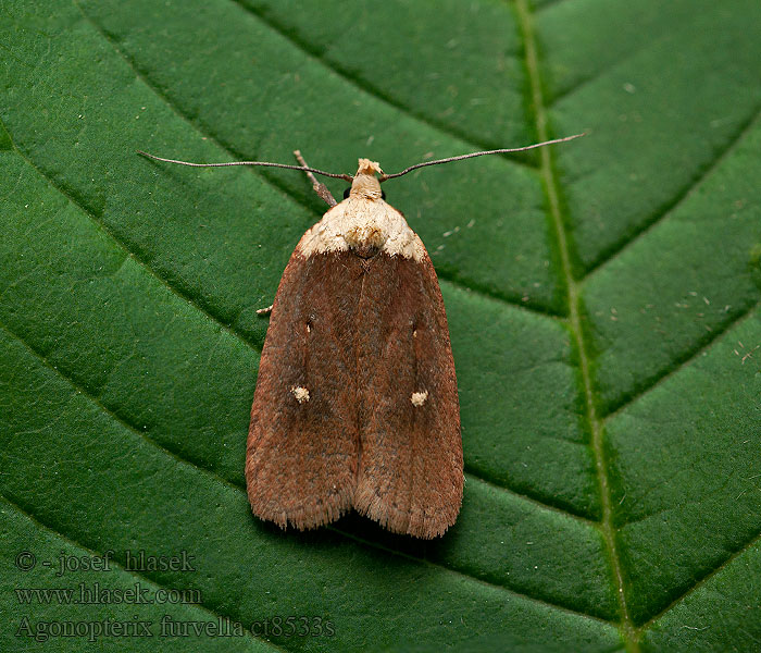 Rotbrauner Diptam-Plattleibfalter Agonopterix furvella