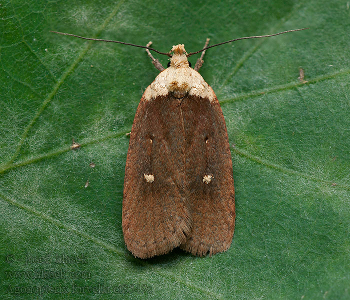 Ploskáč jasencový Ezerjófű-laposmoly Agonopterix furvella